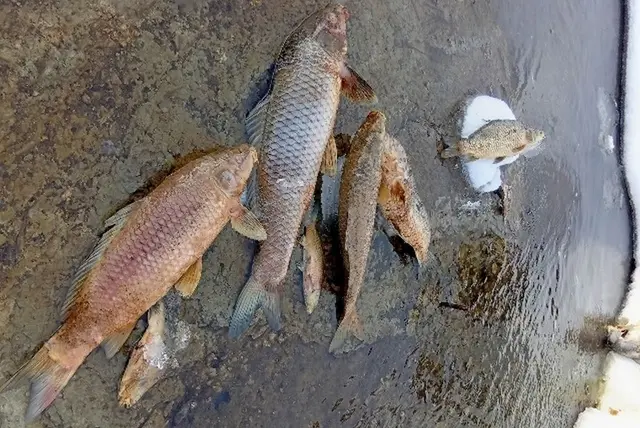 Фото: vk.com/vestnikraiona