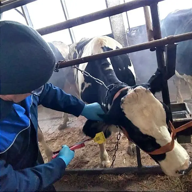 Фото: Комитет ветеринарии Республики Марий Эл