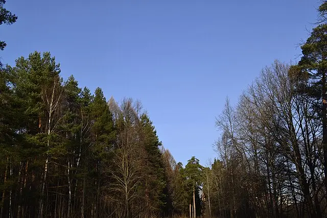 Фото: wikimedia.org/ 79278856872tamara