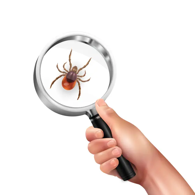 Фото: magnific, автор: macrovector